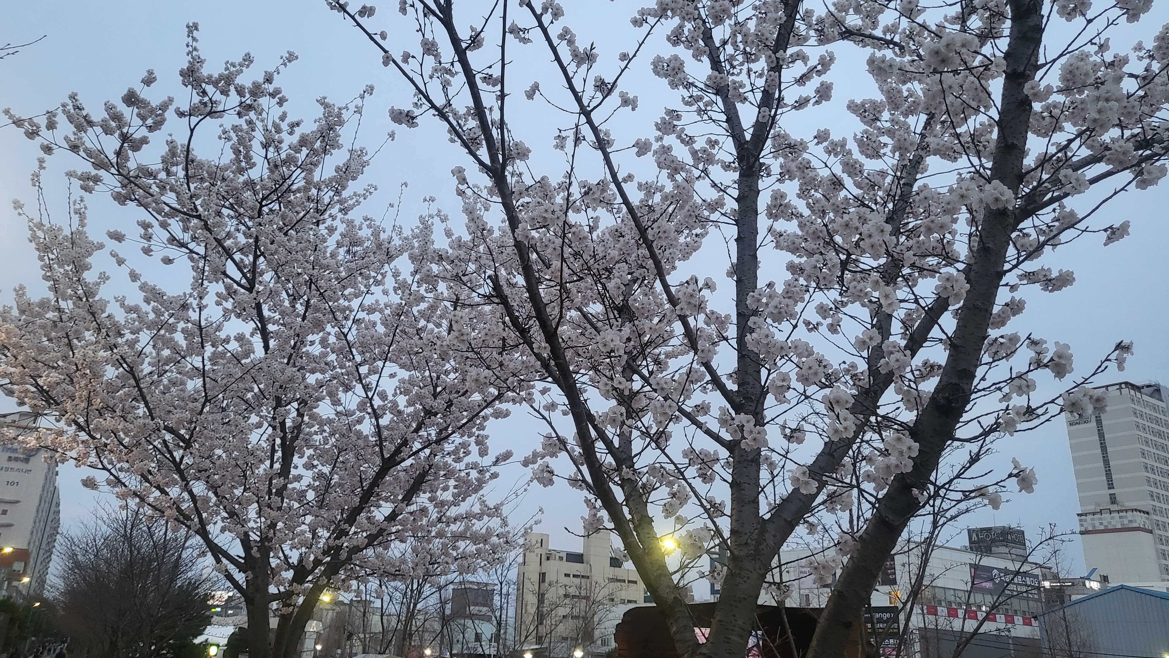 게시글 사진